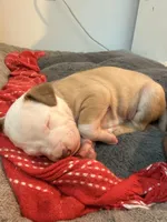 Kobe, a male Siberian Husky and American Pit Bull Terrier for sale in Land O Lakes, FL – Photo 3 of 10