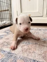 Kobe, a male Siberian Husky and American Pit Bull Terrier for sale in Land O Lakes, FL – Photo 4 of 10