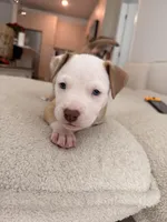 Kobe, a male Siberian Husky and American Pit Bull Terrier for sale in Land O Lakes, FL – Photo 7 of 10