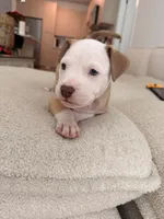 Kobe, a male Siberian Husky and American Pit Bull Terrier for sale in Land O Lakes, FL – Photo 6 of 10