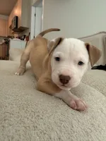 Kobe, a male Siberian Husky and American Pit Bull Terrier for sale in Land O Lakes, FL – Photo 1 of 10