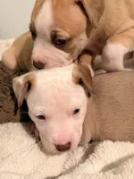 Kobe, a male Siberian Husky and American Pit Bull Terrier for sale in Land O Lakes, FL – Photo 5 of 10