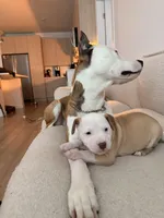 Kobe, a male Siberian Husky and American Pit Bull Terrier for sale in Land O Lakes, FL – Photo 8 of 10