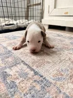 Kobe, a male Siberian Husky and American Pit Bull Terrier for sale in Land O Lakes, FL – Photo 9 of 10