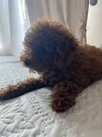 Romeo, a male Poodle - Toy  for sale in Castroville, CA – 2 of 4