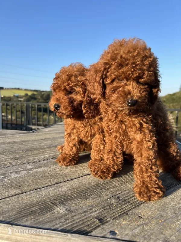 Romeo – Poodle - Toy  puppy for sale in Castroville, CA