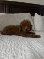 Romeo, a male Poodle - Toy  for sale in Castroville, CA – 4 of 4