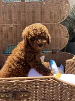 Sunny, a male Poodle - Toy  for sale in Castroville, CA – 1 of 1