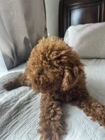 Romeo, a male Poodle - Toy  for sale in Castroville, CA – 3 of 4