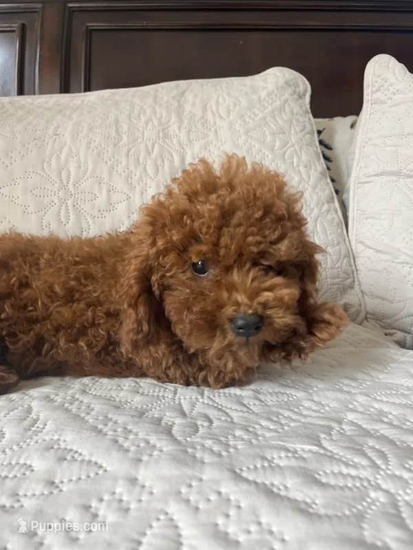 Romeo – Poodle - Toy  puppy for sale in Castroville, CA