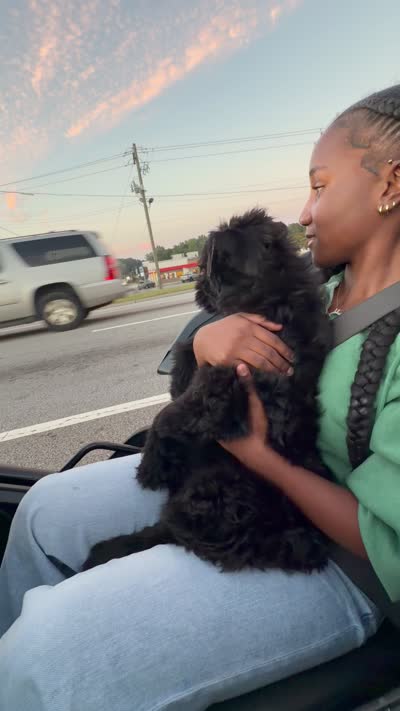WRAITH , a female Giant Schnauzer for sale in Lithia Springs, GA – 4 of 5