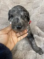 Red collar Boy , a male Goldendoodle for sale in Atlanta, GA – Photo 4 of 5