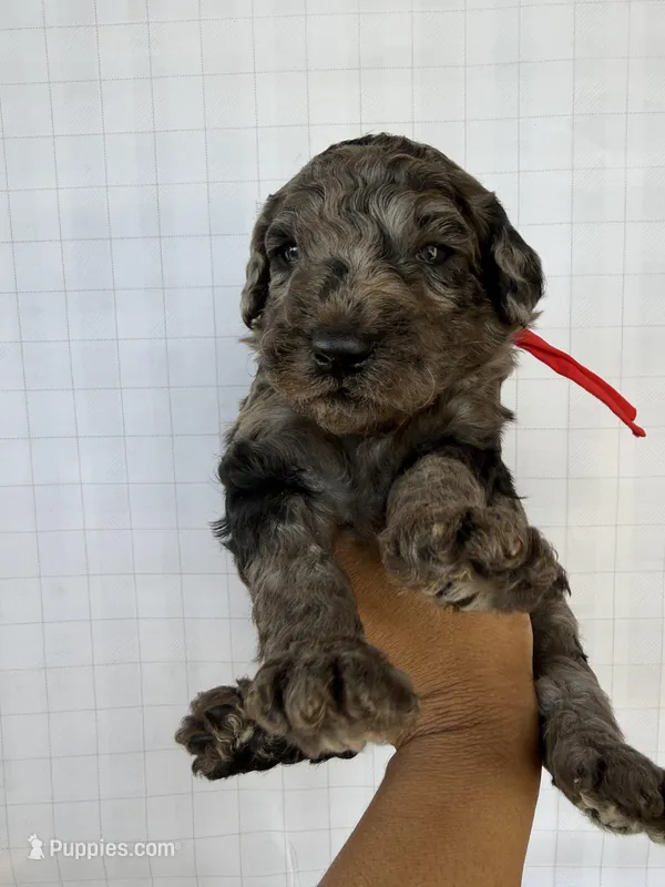 Red collar Boy  – Goldendoodle puppy for sale in Atlanta, GA