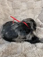 Red collar Boy , a male Goldendoodle for sale in Atlanta, GA – Photo 5 of 5