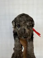 Red collar Boy , a male Goldendoodle for sale in Atlanta, GA – Photo 3 of 5