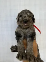 Red collar Boy , a male Goldendoodle for sale in Atlanta, GA – Photo 2 of 5