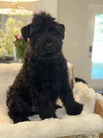 WRAITH , a female Giant Schnauzer for sale in Lithia Springs, GA – 1 of 5