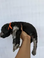 Orange collar girl , a female Goldendoodle for sale in Atlanta, GA – Photo 3 of 4