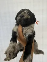 Orange collar girl , a female Goldendoodle for sale in Atlanta, GA – Photo 2 of 4