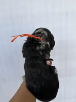 Orange collar girl , a female Goldendoodle for sale in Atlanta, GA – Photo 4 of 4