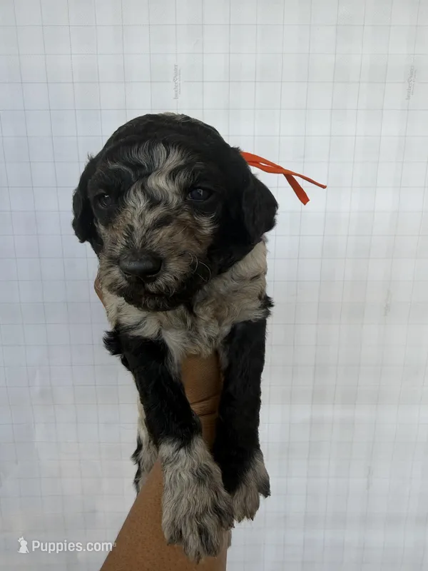 Orange collar girl  – Goldendoodle puppy for sale in Atlanta, GA