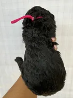 Fuscia pink collar female , a female Goldendoodle for sale in Atlanta, GA – Photo 2 of 4