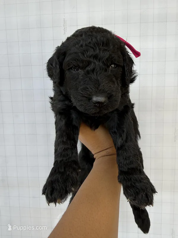 Fuscia pink collar female  – Goldendoodle puppy for sale in Atlanta, GA