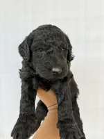 Fuscia pink collar female , a female Goldendoodle for sale in Atlanta, GA – Photo 3 of 4