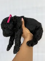 Fuscia pink collar female , a female Goldendoodle for sale in Atlanta, GA – Photo 4 of 4