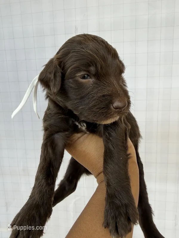 White collar female  – Goldendoodle puppy for sale in Atlanta, GA