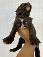 White collar female , a female Goldendoodle for sale in Atlanta, GA – Photo 2 of 4