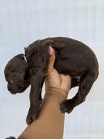 White collar female , a female Goldendoodle for sale in Atlanta, GA – Photo 4 of 4