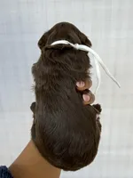 White collar female , a female Goldendoodle for sale in Atlanta, GA – Photo 3 of 4