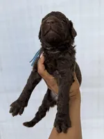 Baby Blue Collar Male , a male Goldendoodle for sale in Atlanta, GA – Photo 2 of 4