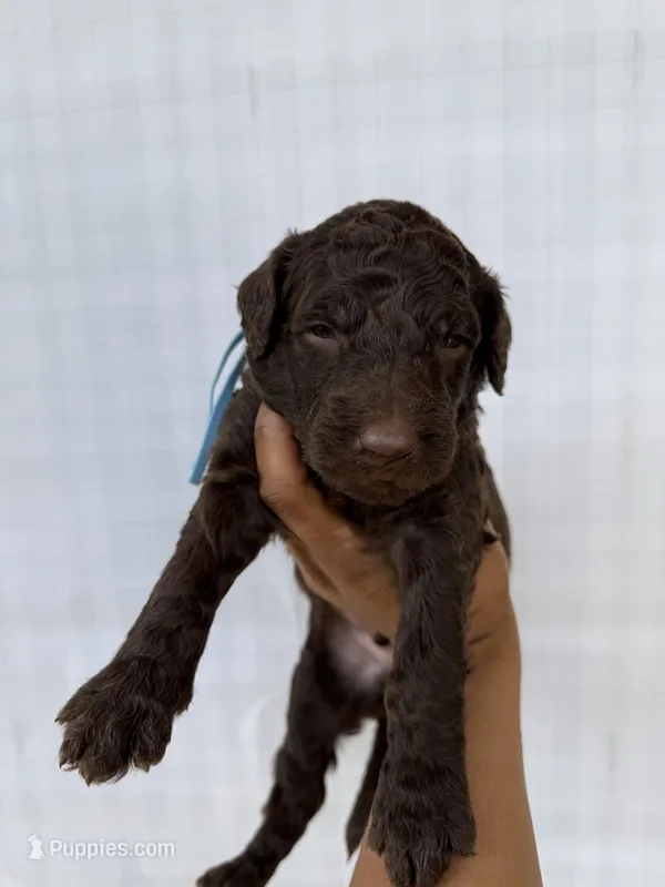 Baby Blue Collar Male  – Goldendoodle puppy for sale in Atlanta, GA