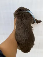 Baby Blue Collar Male , a male Goldendoodle for sale in Atlanta, GA – Photo 3 of 4