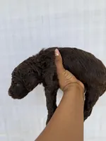 Baby Blue Collar Male , a male Goldendoodle for sale in Atlanta, GA – Photo 4 of 4