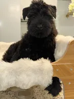 WRAITH , a female Giant Schnauzer for sale in Lithia Springs, GA – 2 of 5