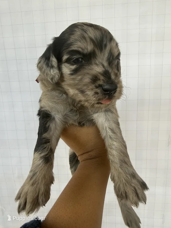 Maroon collar girl  – Goldendoodle puppy for sale in Atlanta, GA