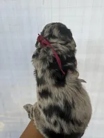 Maroon collar girl , a female Goldendoodle for sale in Atlanta, GA – Photo 2 of 4