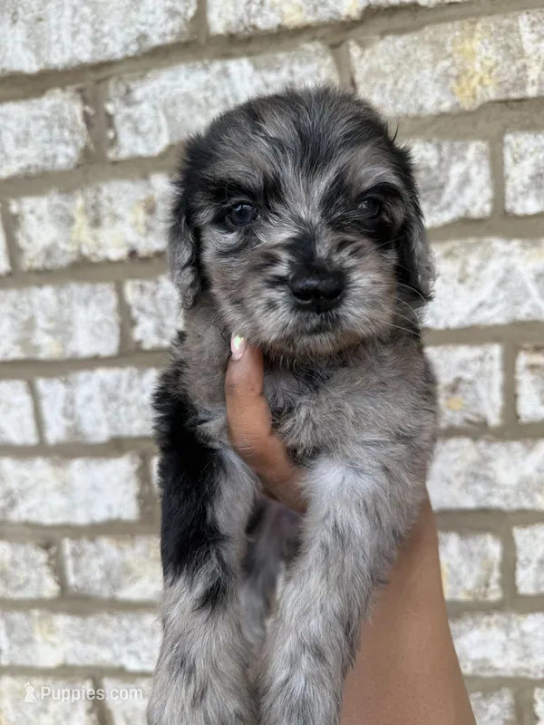 Maroon collar girl  – Goldendoodle puppy for sale in Atlanta, GA