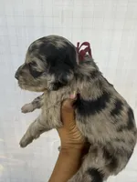 Maroon collar girl , a female Goldendoodle for sale in Atlanta, GA – Photo 4 of 4