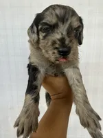 Maroon collar girl , a female Goldendoodle for sale in Atlanta, GA – Photo 3 of 4