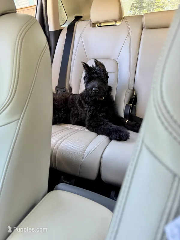 WRAITH  – Giant Schnauzer puppy for sale in Lithia Springs, GA