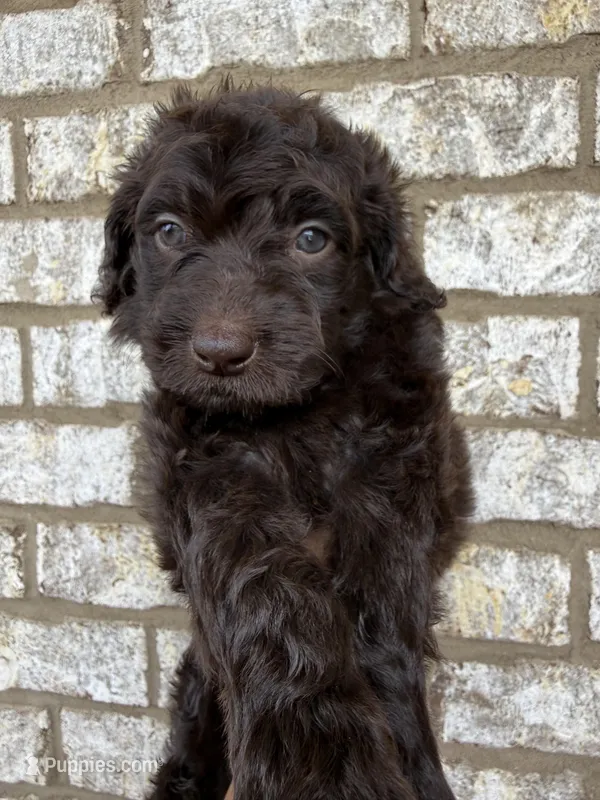 Pastel Pink collar girl , a female Goldendoodle for sale in Atlanta, GA – Photo 1 of 3