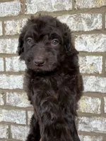 Pastel Pink collar girl , a female Goldendoodle for sale in Atlanta, GA – Photo 1 of 3