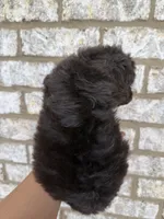 Pastel Pink collar girl , a female Goldendoodle for sale in Atlanta, GA – Photo 2 of 3