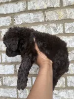 Pastel Pink collar girl , a female Goldendoodle for sale in Atlanta, GA – Photo 3 of 3