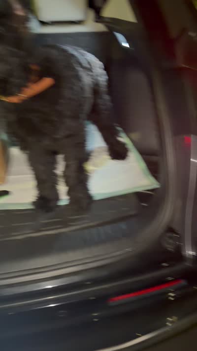 WRAITH , a female Giant Schnauzer for sale in Lithia Springs, GA – 3 of 5