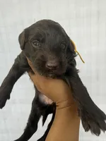 Yellow collar girl, a female Goldendoodle for sale in Atlanta, GA – Photo 2 of 4